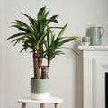 Artificial Double-Stem Yucca in Black Pot
