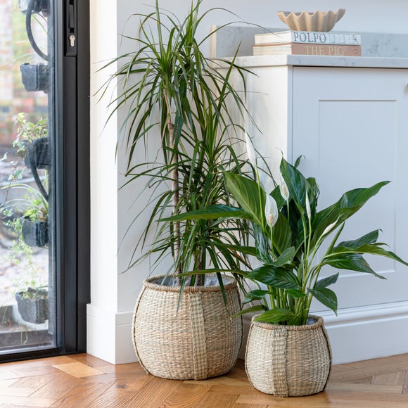 Pando Natural Seagrass Indoor Plant Pot Baskets – Set of 2